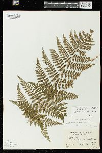 Dryopteris × triploidea image