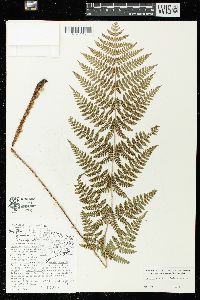 Dryopteris × triploidea image