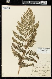 Dryopteris × triploidea image