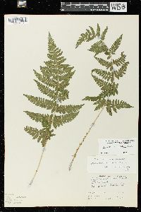 Dryopteris × triploidea image