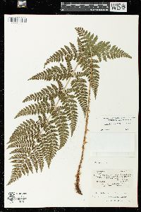 Dryopteris × triploidea image