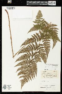 Dryopteris × triploidea image