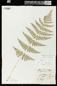 Dryopteris × triploidea image