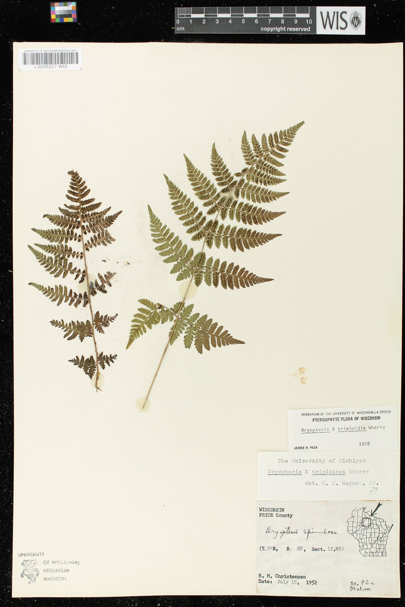 Dryopteris × triploidea image