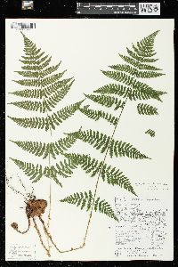 Dryopteris × triploidea image