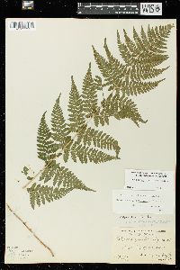 Dryopteris × triploidea image