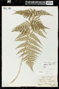 Dryopteris × triploidea image