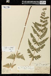 Dryopteris x uliginosa image