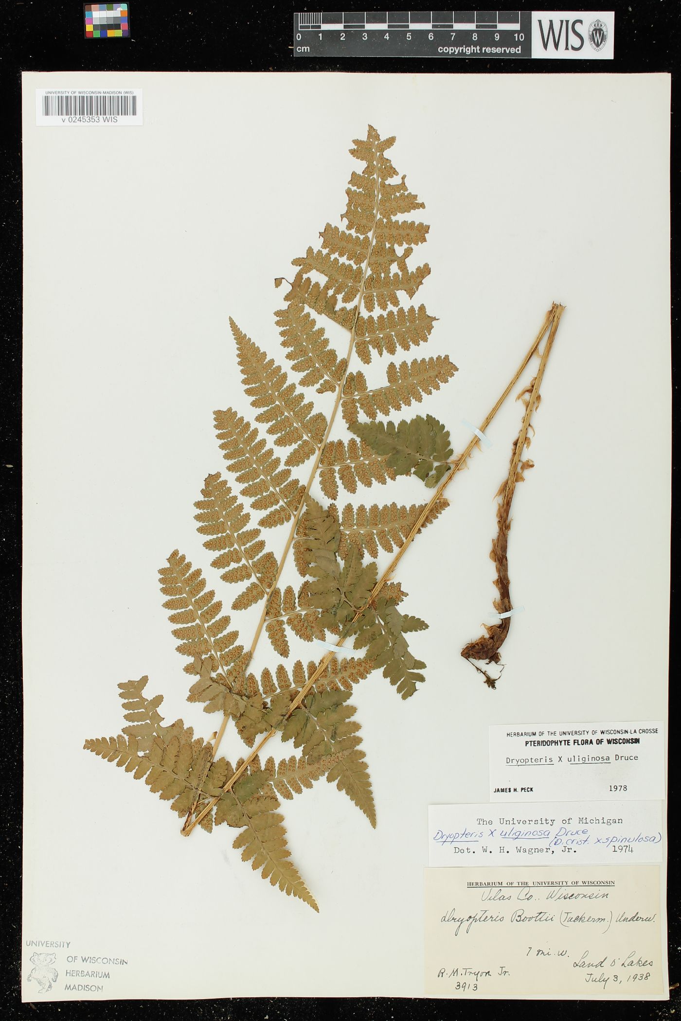 Dryopteris x uliginosa image