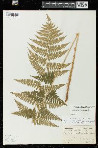 Dryopteris x uliginosa image