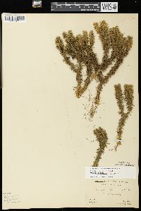 Huperzia × bartleyi image