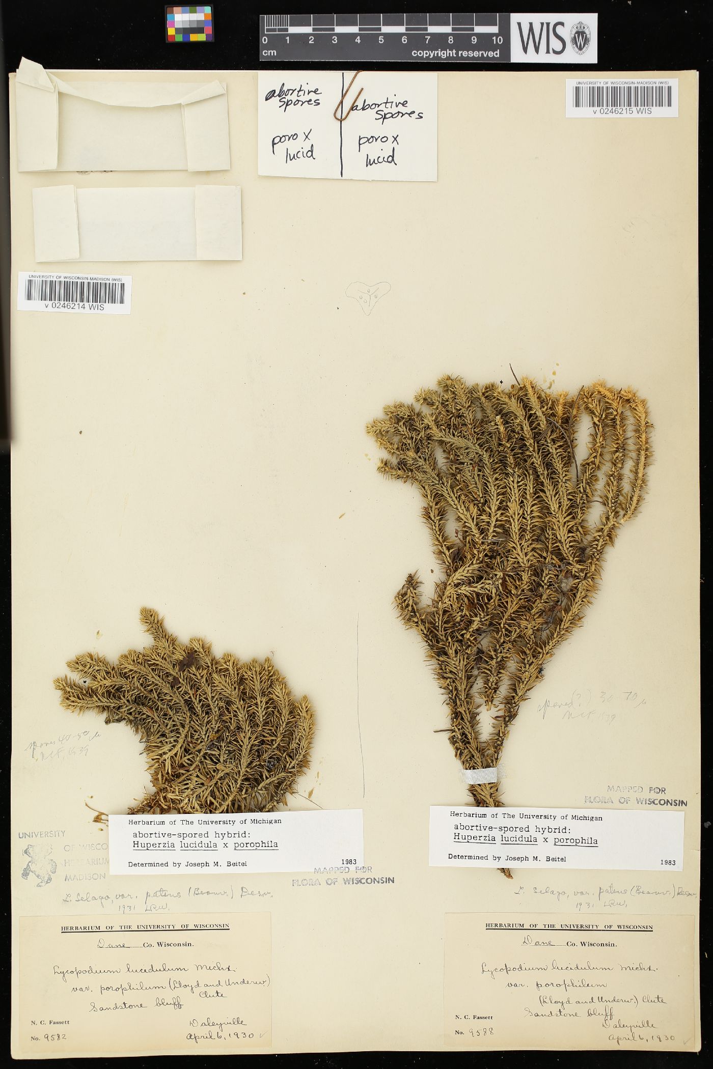 Huperzia × bartleyi image