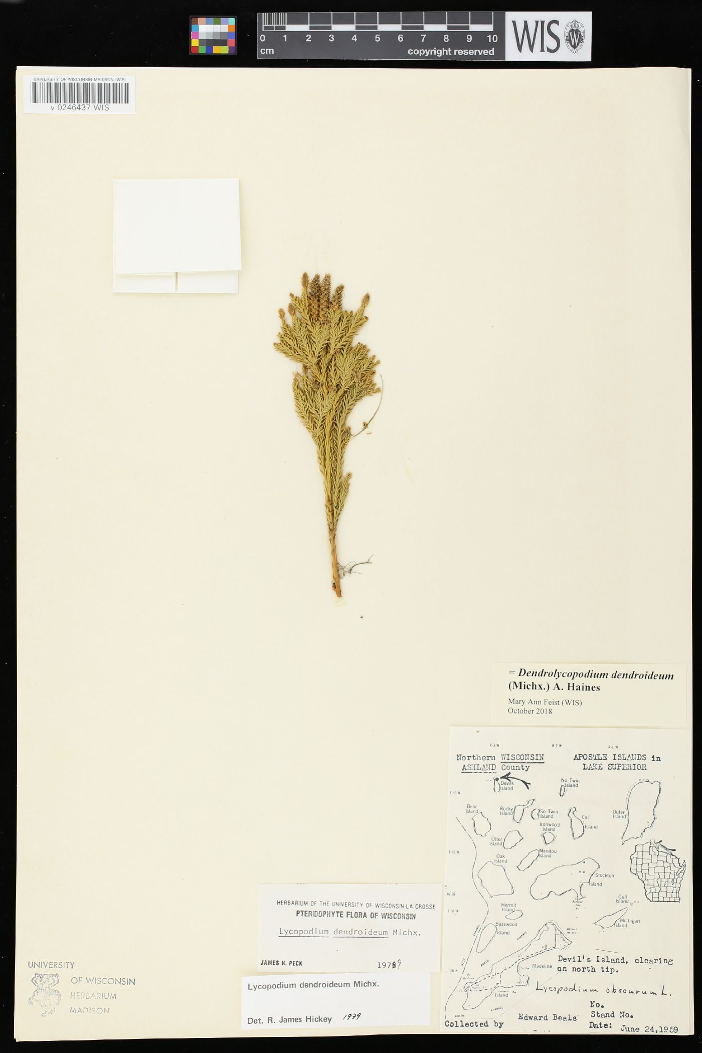 Dendrolycopodium dendroideum image