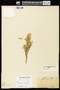 Dendrolycopodium dendroideum image