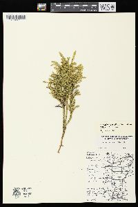 Dendrolycopodium dendroideum image