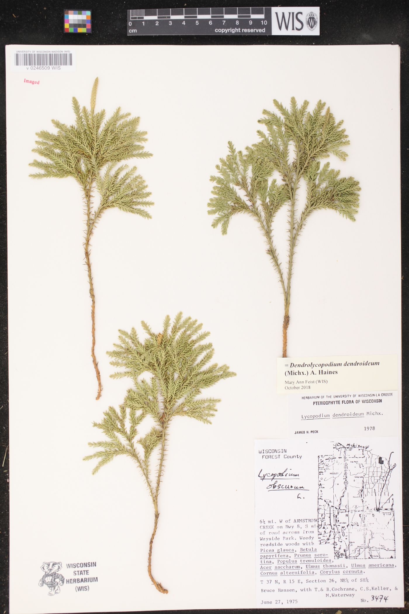 Dendrolycopodium dendroideum image