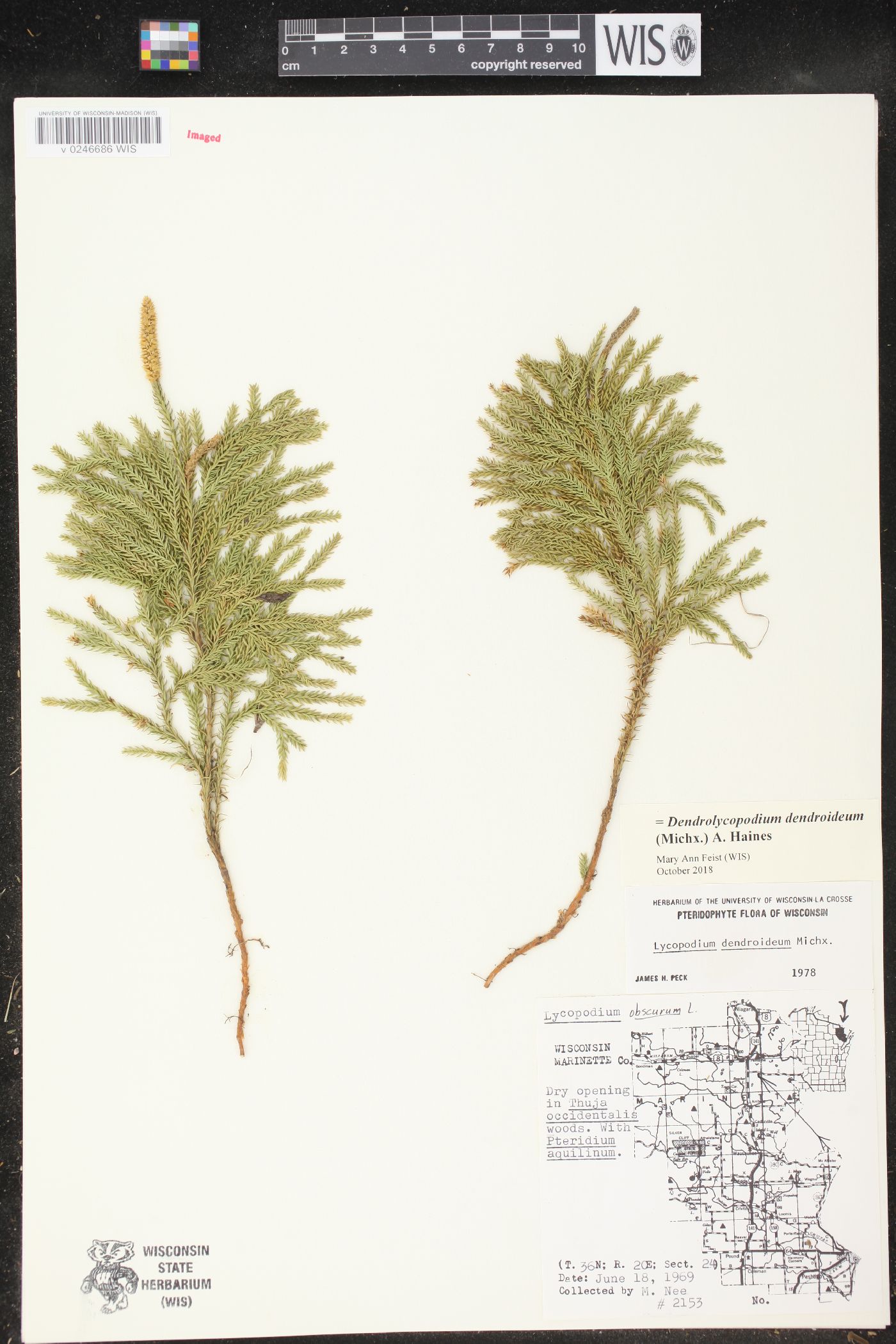 Dendrolycopodium dendroideum image