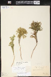 Dendrolycopodium dendroideum image