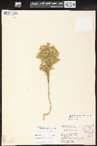 Dendrolycopodium dendroideum image