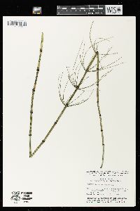 Equisetum fluviatile image