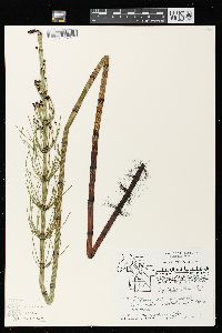 Equisetum fluviatile image