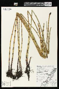 Equisetum fluviatile image