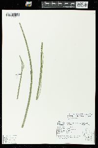 Equisetum fluviatile image