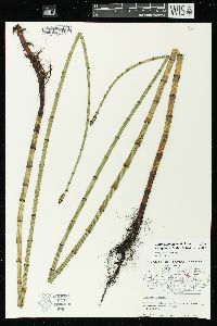 Equisetum fluviatile image