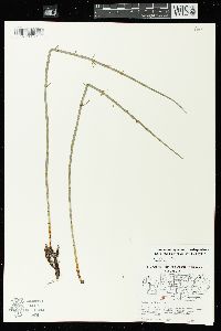 Equisetum fluviatile image