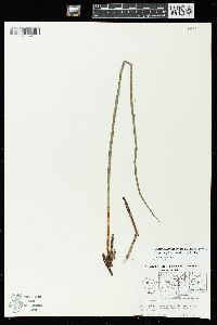 Equisetum fluviatile image