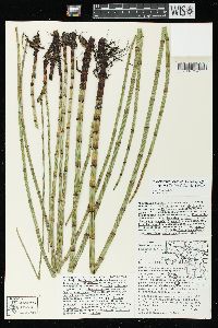 Equisetum fluviatile image