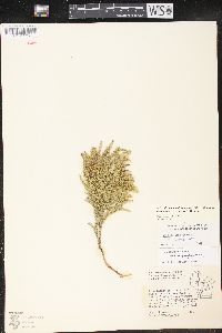 Dendrolycopodium hickeyi image