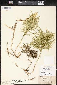 Dendrolycopodium hickeyi image