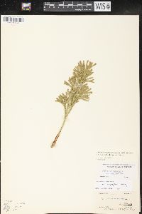 Dendrolycopodium hickeyi image