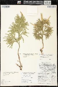 Dendrolycopodium hickeyi image