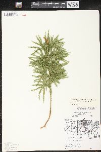 Dendrolycopodium hickeyi image