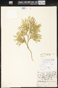 Dendrolycopodium hickeyi image