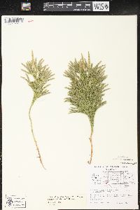 Dendrolycopodium hickeyi image