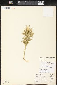 Dendrolycopodium hickeyi image