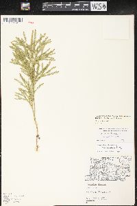 Dendrolycopodium hickeyi image