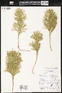 Dendrolycopodium hickeyi image