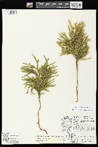 Dendrolycopodium dendroideum image