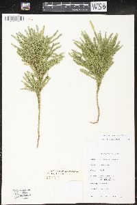 Dendrolycopodium dendroideum image