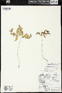 Gymnocarpium dryopteris image