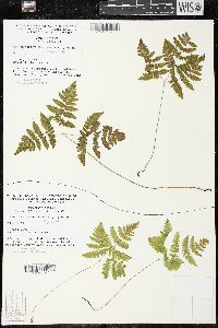 Gymnocarpium dryopteris image