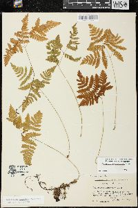 Gymnocarpium dryopteris image