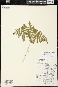 Gymnocarpium dryopteris image