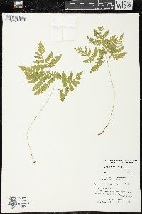 Gymnocarpium dryopteris image