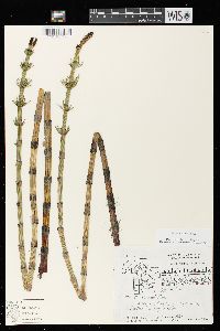 Equisetum fluviatile image