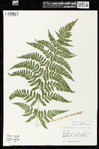 Dryopteris expansa image